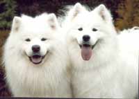 healthy and happy dogs